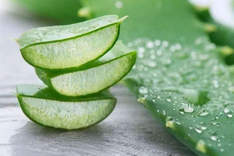 Berbagai Manfaat Lidah Buaya